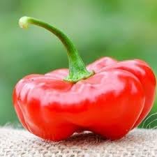 Aji Pepper Seeds for Gardening, 100 pcs